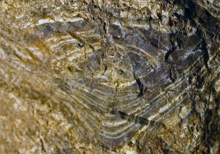 Stromatolit, nález z Trokavce