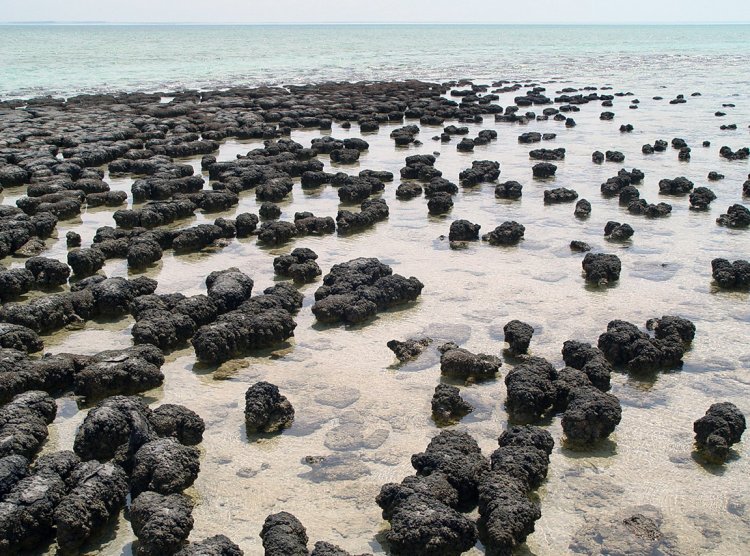 Stromatolity ve Žraločí zátoce