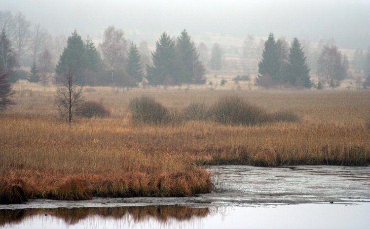 Padrťské pláně v mlze, pohled z hráze Hořejšího p. rybníka