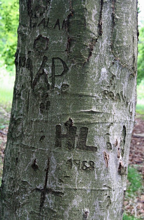 Třemšín
