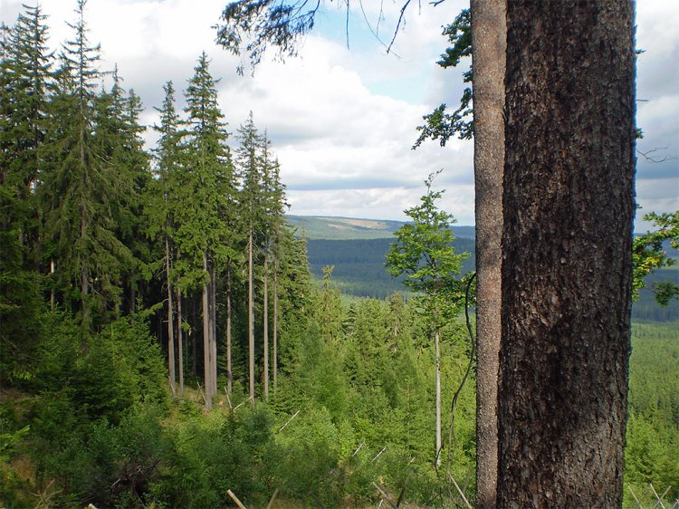 Třemošná