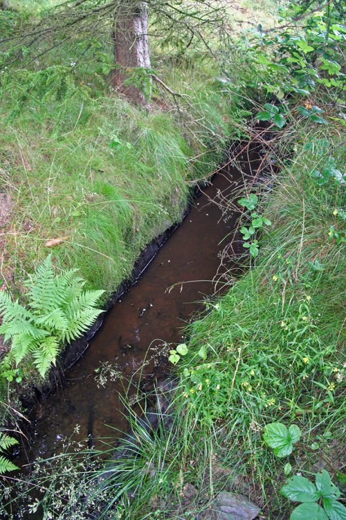Lesní úsek pod vrchem 
