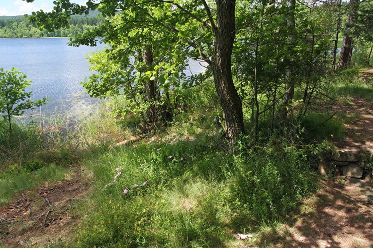 Zde Struhy ústí do Lázské, aby pod ní opět pokračovaly