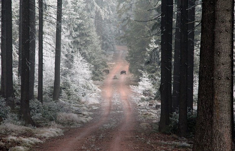 Černá zvěř mezi Hradištěm a Brdci