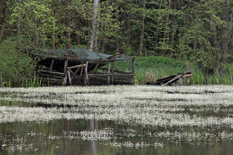 Střední Tušimský rybník