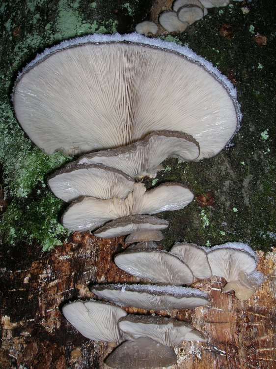 Makro