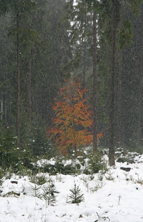 Podzim 2009