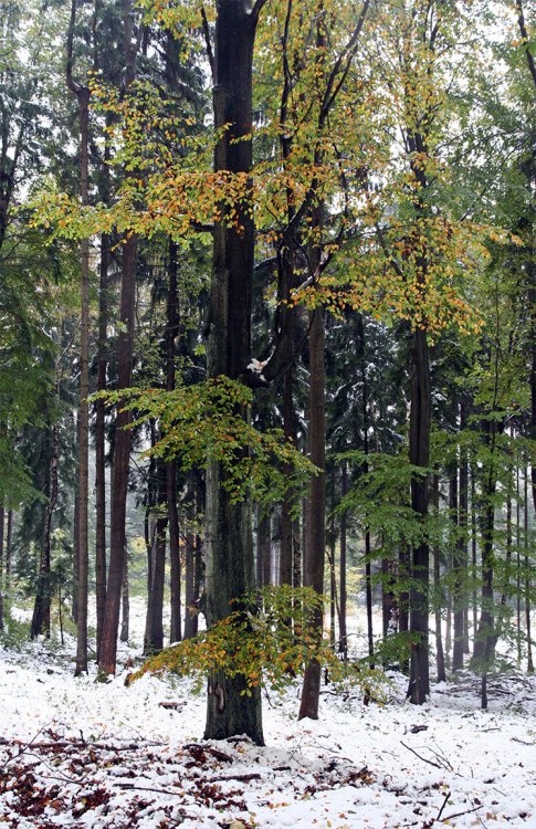 Podzim 2009