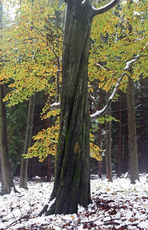 Podzim 2009