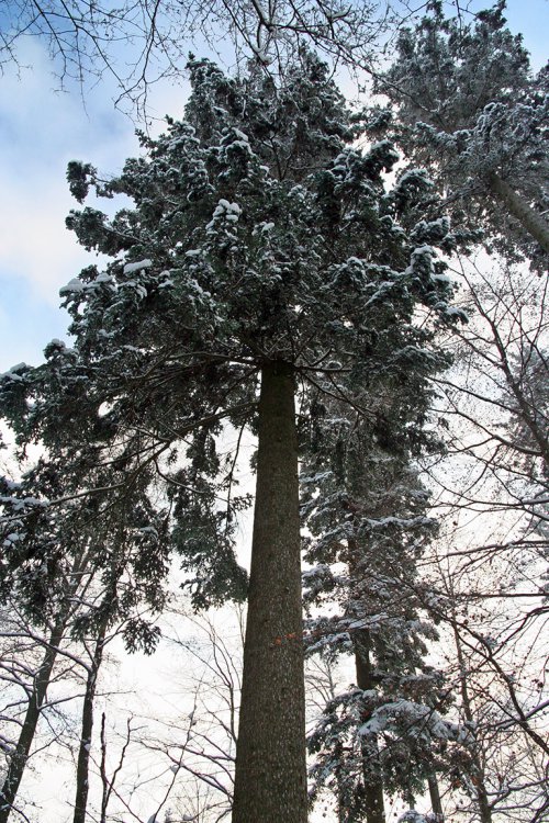 Majestátní jedle pod Okrouhlíkem