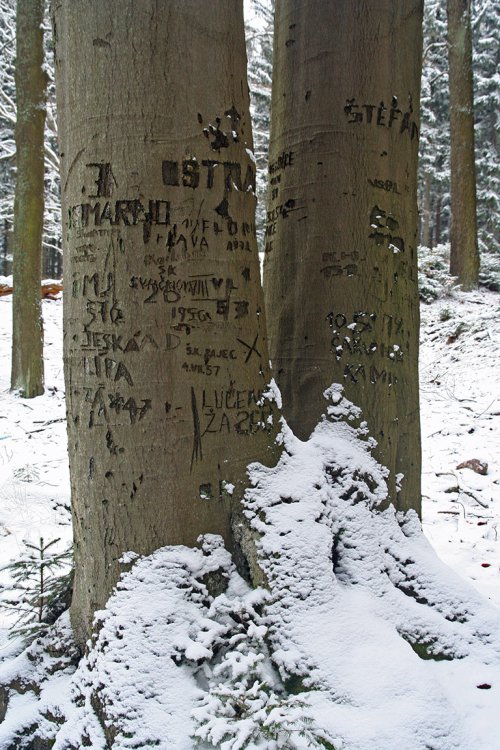 Nedaleko býv. lovecké boudy v sedle na Hřebenech
