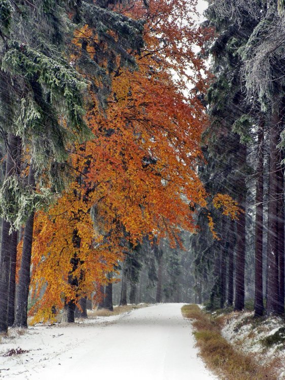 pod Krausovo křížem