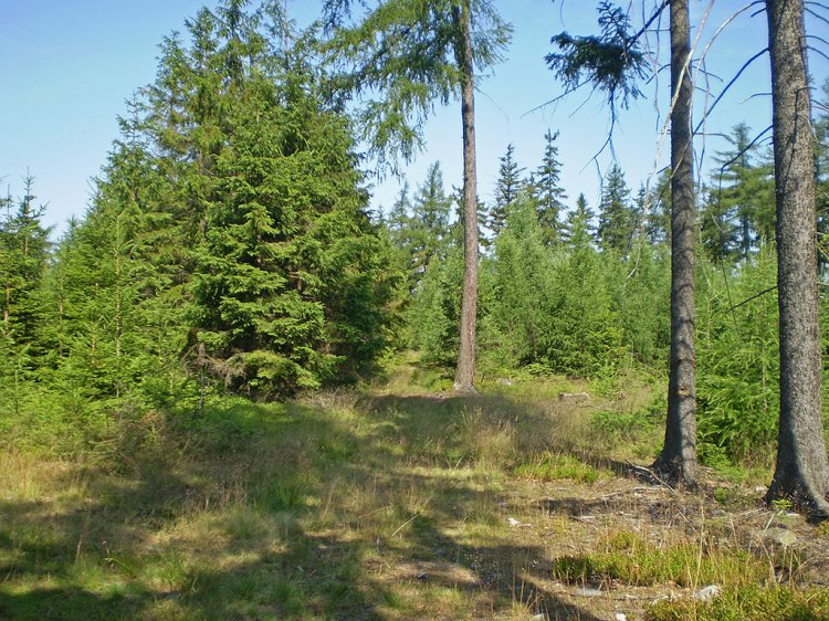Kočka