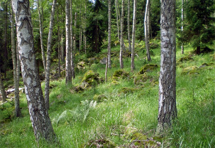 Krkavčina
