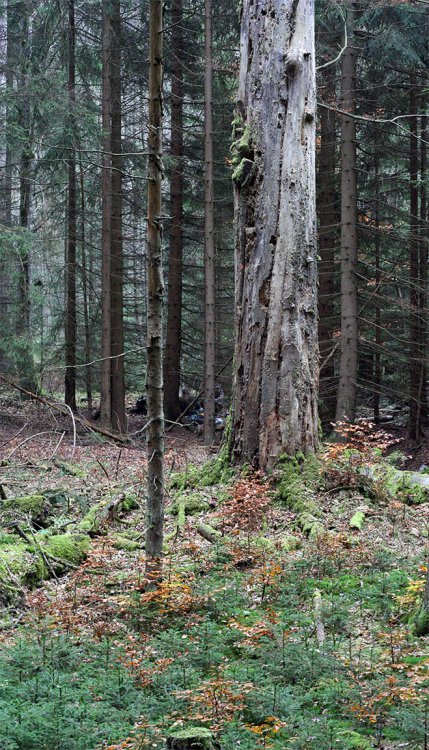 Torzo buku u Padrťského potoka nad Třemi trubkami