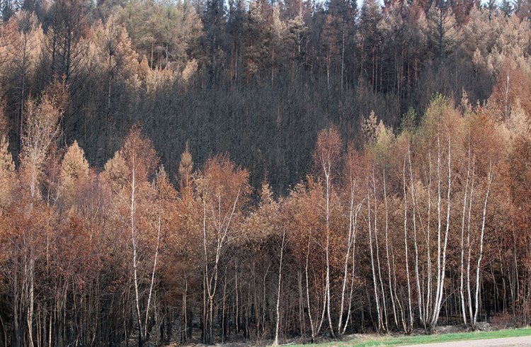 požářiště u Pavlovska