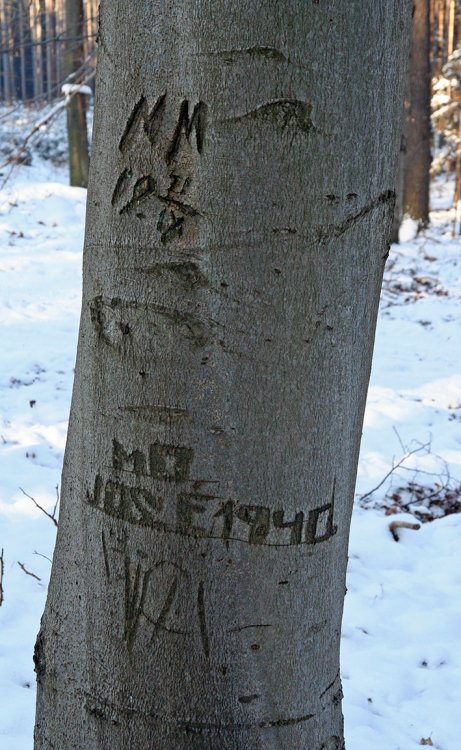 Pod Špičákem