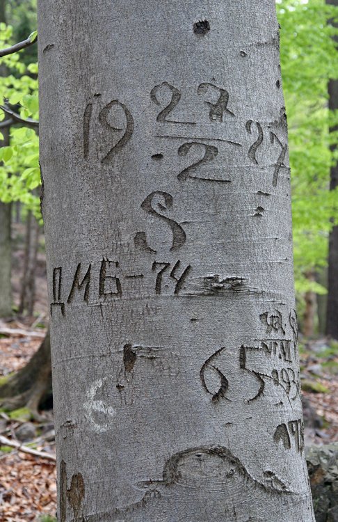 Pod Špičákem