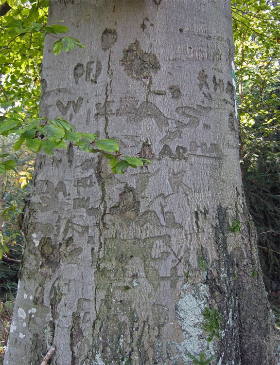 Třemošná