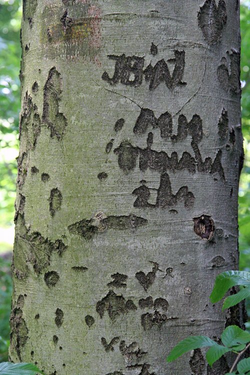 Třemšín