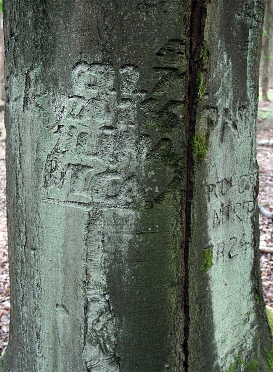 Valdek