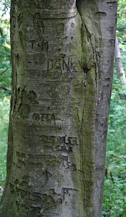 Valdek