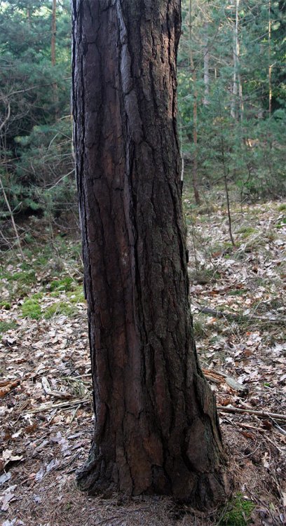 Vrch Čilina - deformace kmene na straně odvrácené od liziny
