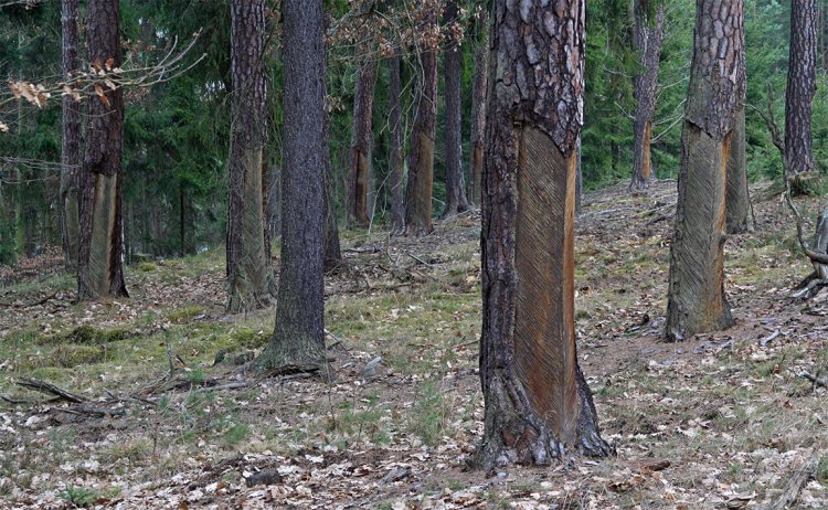 Vrch Čilina - liziny jsou většinou shodně orientovány směrem k jihu