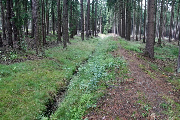 Lesní úsek pod vrchem 