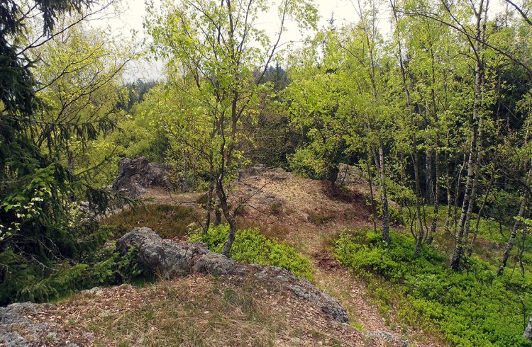 Vlč