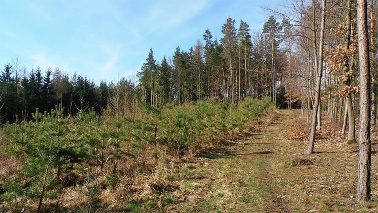 Vrch Hlava - 521 m n.m.