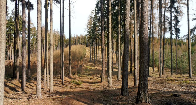 Vrch Hlava - 521 m n.m.
