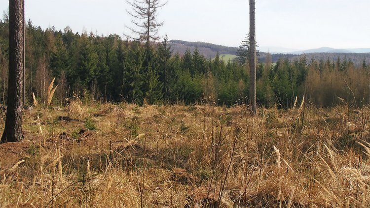Vrch Hlava - 521 m n.m.
