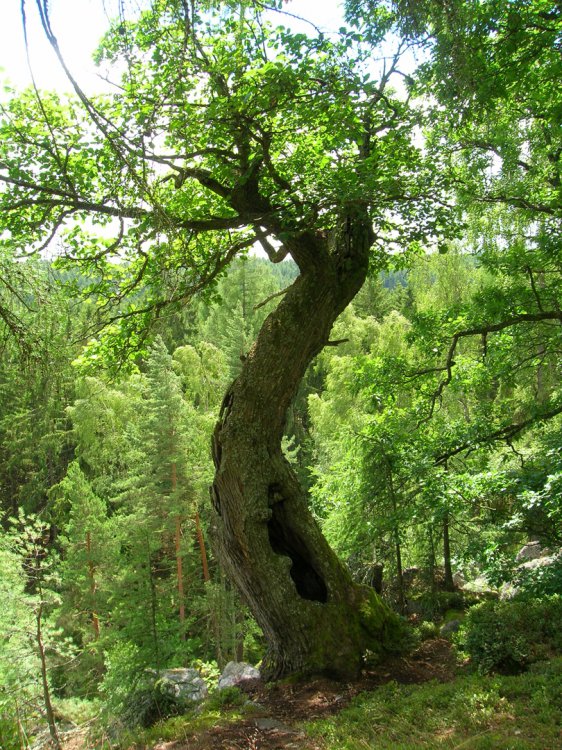 Jindřichova skála