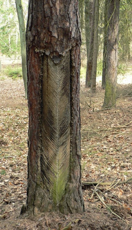 Miniexpedice Po stopách smolaření na Rokycansku