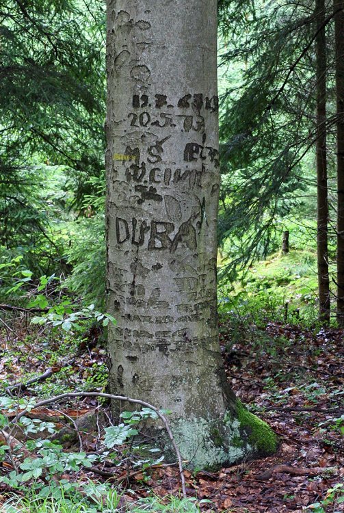 Buková