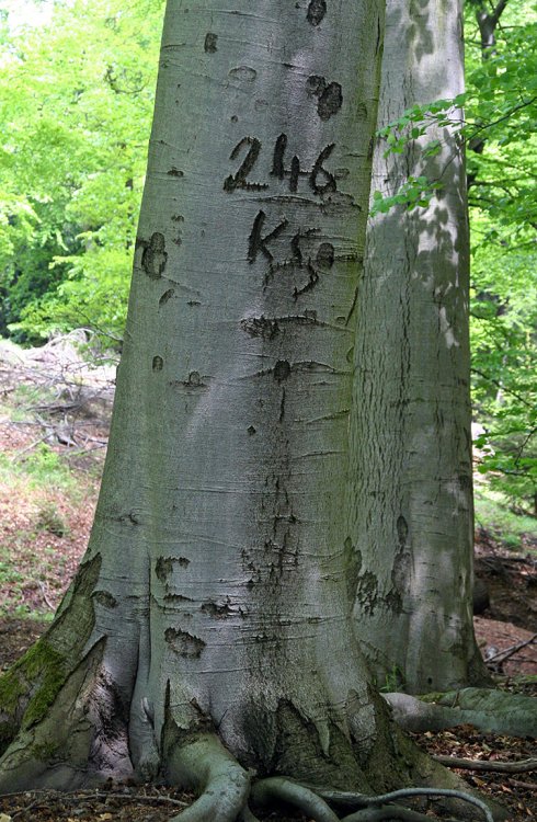 Studený vrch