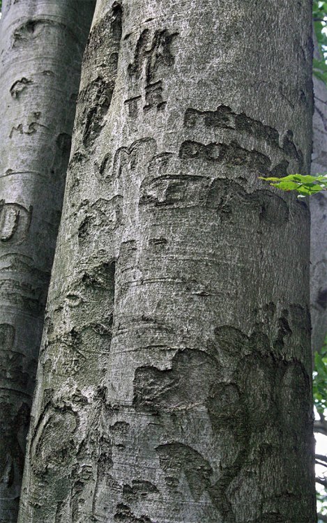 Třemšín