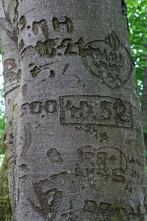 Valdek