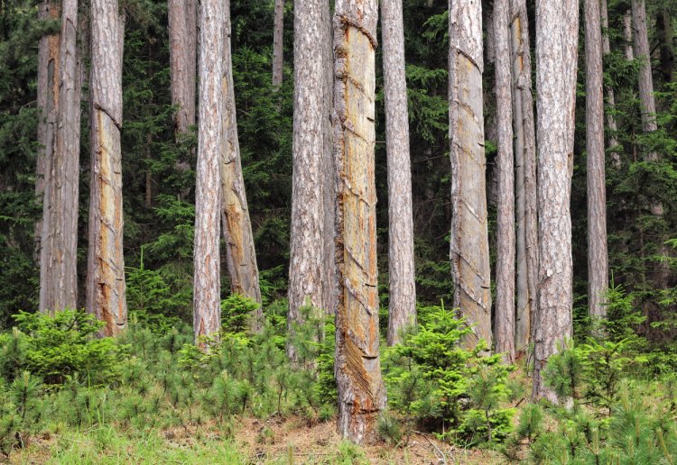 Borovice těžené pomocí nářadí na dlouhých násadách, způsob typický pro Rakousko