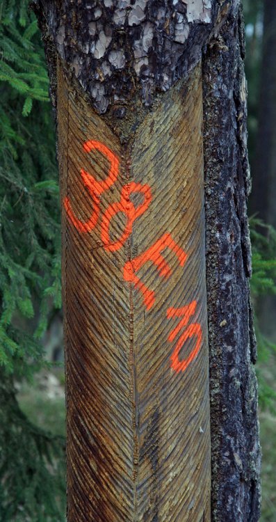 Oddělení se nařezanými borovicemi jsou trvalými kandidáty na smýcení