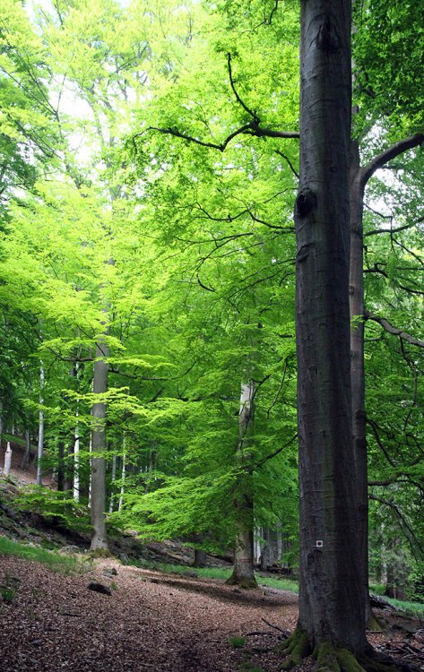 Přírodní rezervace Hradec